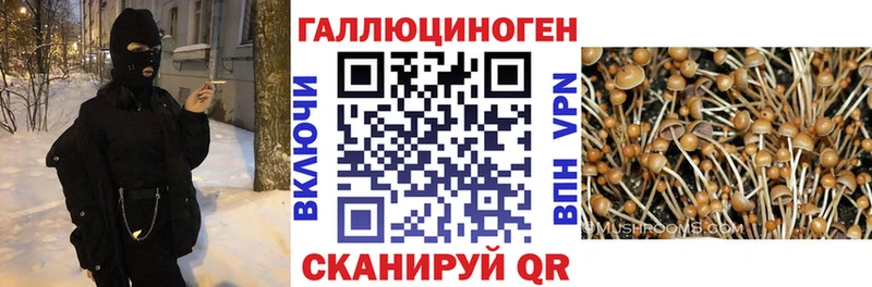 Купить закладки  Новотроицк  Галлюциногенные грибы Psilocybine cubensis 